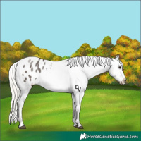Horse Color:Silver Smoky Black Appaloosa Rabicano 