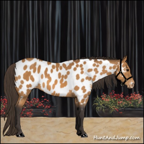 Horse Color:Buckskin Near Leopard