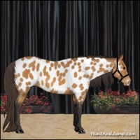 Horse Color:Buckskin Near Leopard 