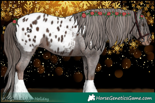 Horse Color:Liver Chestnut Appaloosa