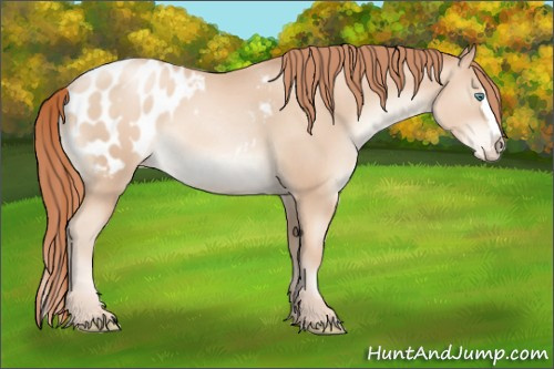 Horse Color:Classic Champagne Pearl Sabino Splash Appaloosa 