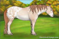 Horse Color:Classic Champagne Pearl Sabino Splash Appaloosa 