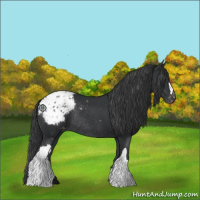 Horse Color:Black Appaloosa Rabicano 