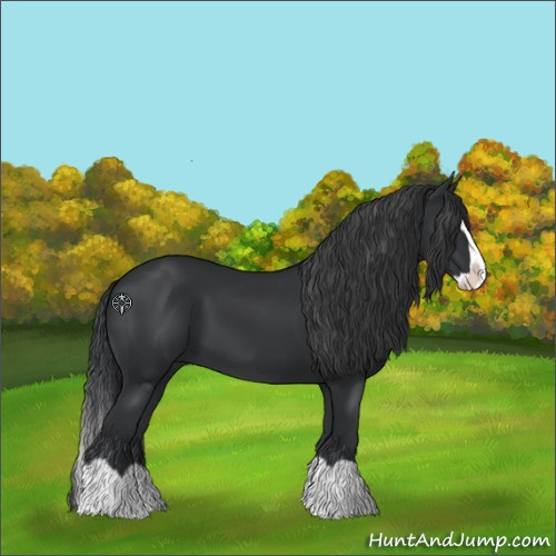 Horse Color:Black Splash