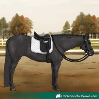 Horse Color:Smoky Black 