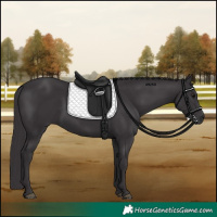 Horse Color:Smoky Black 