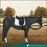 Horse Color:Black 