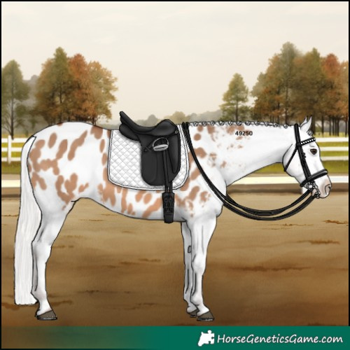 Horse Color:Silver Brown Dun Near Leopard 