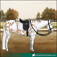 Horse Color:Silver Brown Dun Appaloosa 