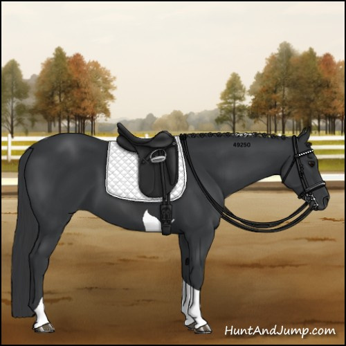 Horse Color:Black Tobiano