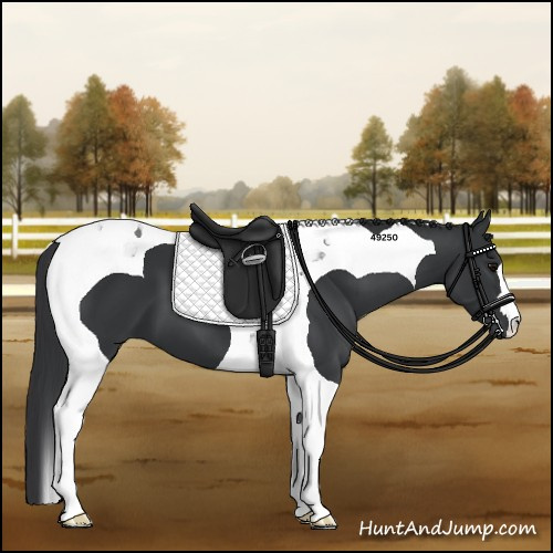Horse Color:Black Tobiano