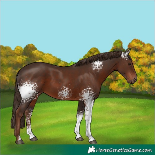 Horse Color:White Spotted Liver Chestnut Sabino 