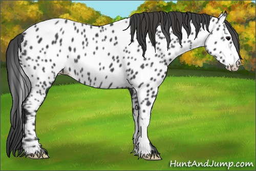 Horse Color:Black Appaloosa