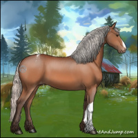 Horse Color:Silver Brown Appaloosa 