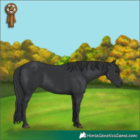 Horse Color:Black 