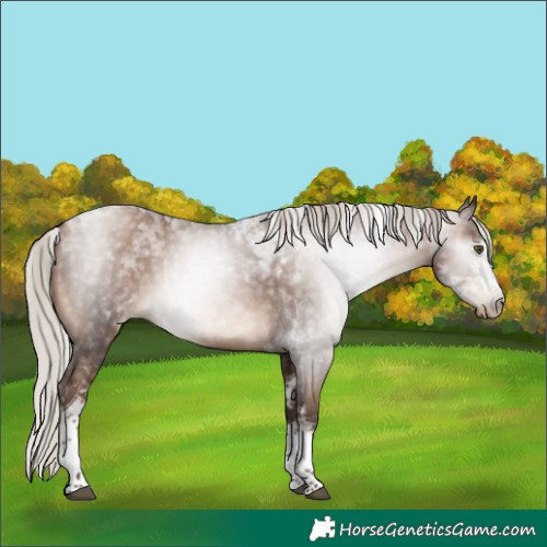 Horse Color:Gray Silver Brown Pearl Tobiano 