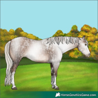Horse Color:Gray Silver Brown Pearl Tobiano 