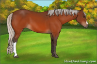 Horse Color:Silver Bay 
