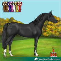 Horse Color:Black 