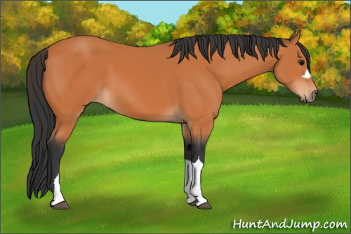 Horse Color:Bay 