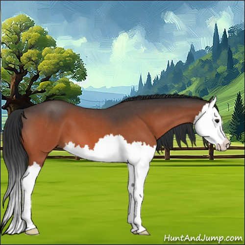 Horse Color:Bay Roan Splash