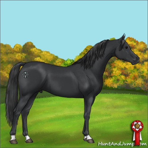 Horse Color:Black 