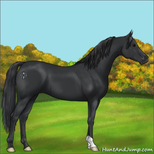 Horse Color:Black 