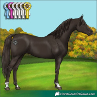 Horse Color:Liver Chestnut 