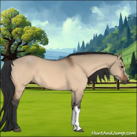 Horse Color:Bay Dun