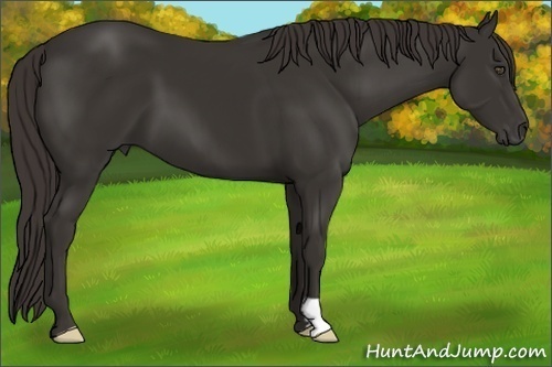 Horse Color:Liver Chestnut Frame 