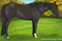 Horse Color:Liver Chestnut Frame 