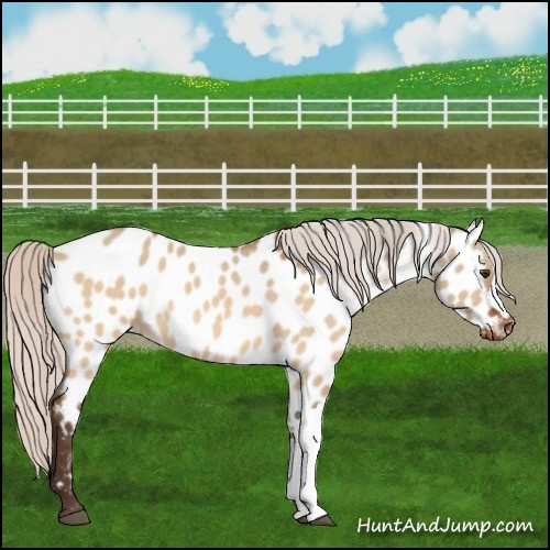 Horse Color:Silver Brown Dun Near Leopard 
