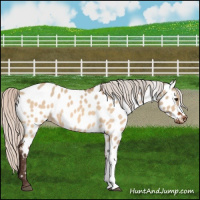 Horse Color:Silver Brown Dun Appaloosa 