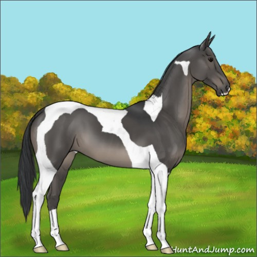 Horse Color:Black Tobiano