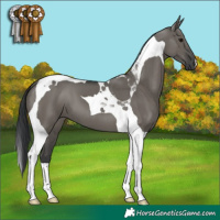 Horse Color:Grullo Tobiano