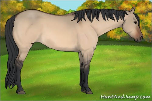 Horse Color:Bay Dun