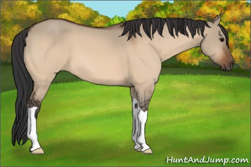 Horse Color:Bay Dun 