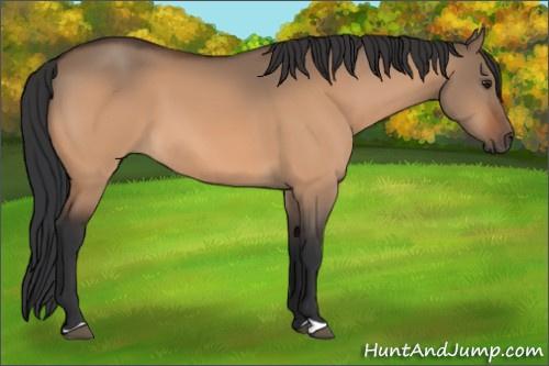 Horse Color:Brown Dun