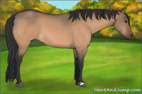 Horse Color:Brown Dun 