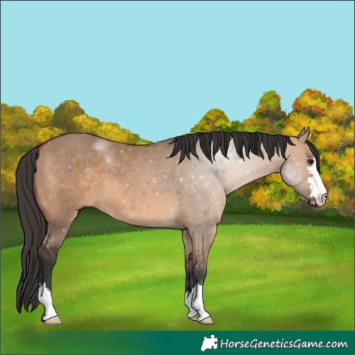 Horse Color:Bay Dun