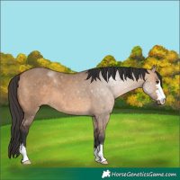 Horse Color:Bay Dun