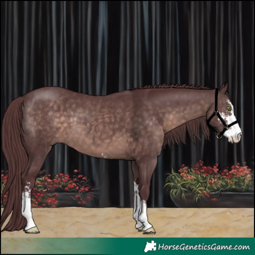 Horse Color:Platinum Chocolate Brown Sabino 