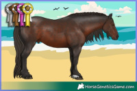 Horse Color:Liver Chestnut 