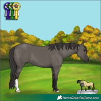 Horse Color:Smoky Grullo