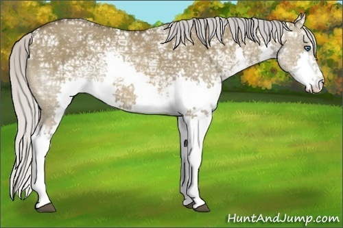 Horse Color:White Spotted Silver Brown Ice Dun Splash