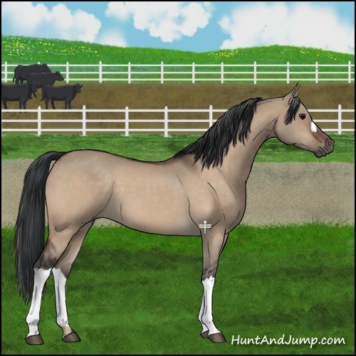 Horse Color:Bay Dun 