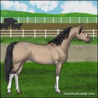 Horse Color:Bay Dun 