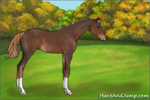 Horse Color:Liver Chestnut 