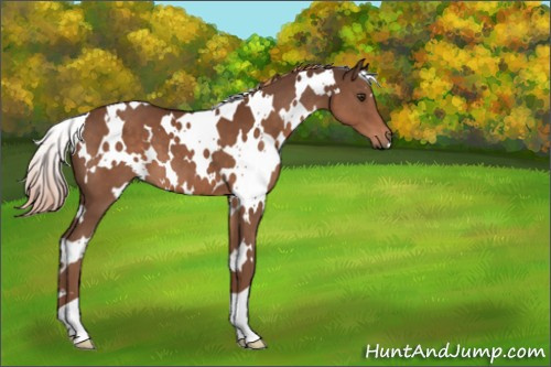 Horse Color:White Spotted Liver Chestnut 