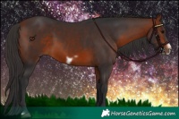 Horse Color:Bay Frame